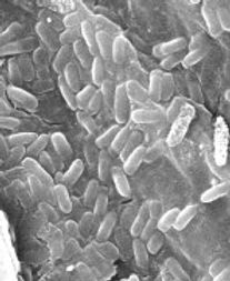 Bacillus amyloliquefaciens strain ENV503 from Companion on root surface