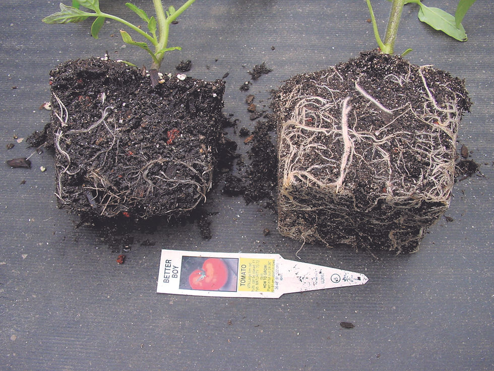 Companion® Maxx WP 9 days after application Companion® Maxx WP 9 days after application