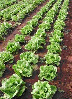 Treated lettuce