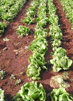 Untreated  lettuce