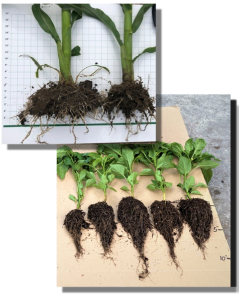 Plant root growth comparison