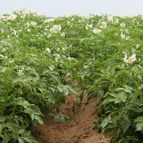 plants in a field